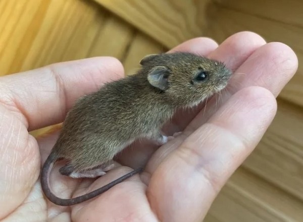 Девушка нашла на дороге мышонка и решила приютить его. Она рассказывает о нем в блоге, и теперь за жизнью грызуна следят тысячи людей Девушка нашла на дороге мышонка и решила приютить его. Она рассказывает о нем в блоге, и теперь за жизнью грызуна следят тысячи людей