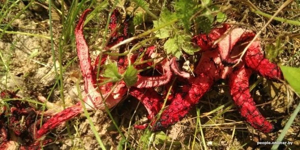 Странные грибы Беларуси. Можно ли их есть и что за это будет?