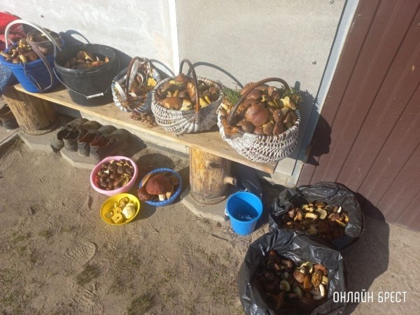 Читатель: Малоритский район. Вот какой урожай удалось собрать нашей семье в субботу. Погодка была супер!
Читатель: Малоритский район. Вот какой урожай удалось собрать нашей семье в субботу. Погодка была супер!