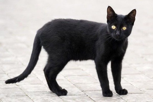 Житель Брестской области: почему люди верят в приметы, хотя это научно не доказано? Житель Брестской области: почему люди верят в приметы, хотя это научно не доказано?