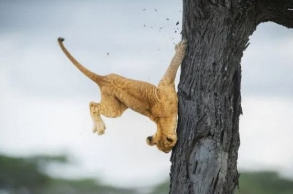 Какие фотографии животных признаны лучшими в 2022 году? Какие фотографии животных признаны лучшими в 2022 году?