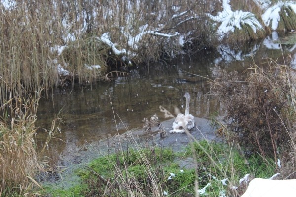 В Беларуси спасли лебедя. Подробности случая В Беларуси спасли лебедя. Подробности случая