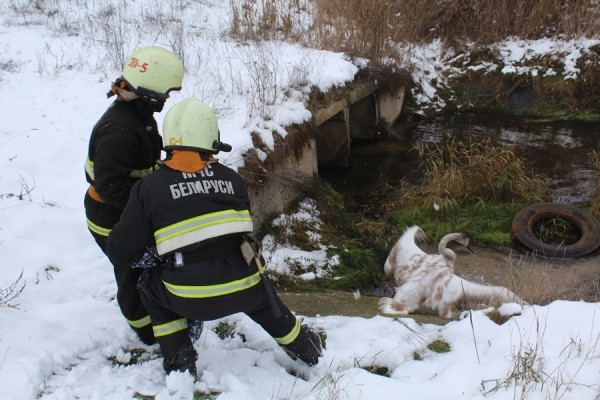 В Беларуси спасли лебедя. Подробности случая В Беларуси спасли лебедя. Подробности случая