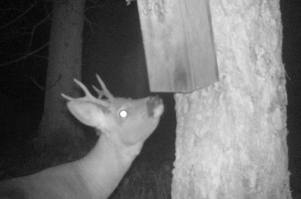 Показываем, что фиксируют фотоловушки в наших лесах Показываем, что фиксируют фотоловушки в наших лесах