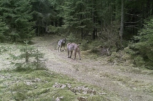 Показываем, что фиксируют фотоловушки в наших лесах Показываем, что фиксируют фотоловушки в наших лесах
