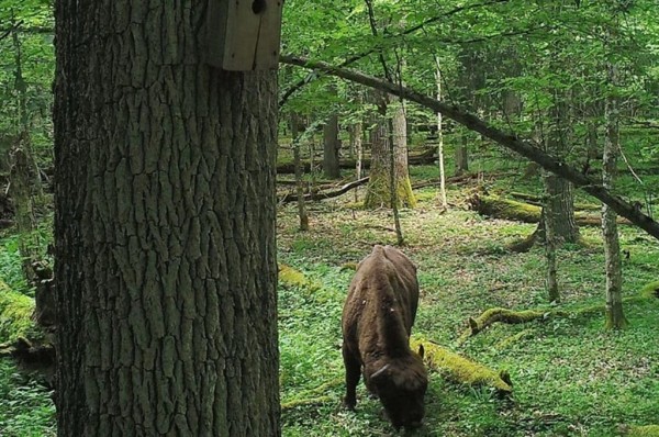 Показываем, что фиксируют фотоловушки в наших лесах Показываем, что фиксируют фотоловушки в наших лесах