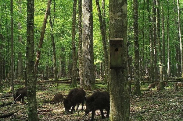 Показываем, что фиксируют фотоловушки в наших лесах Показываем, что фиксируют фотоловушки в наших лесах