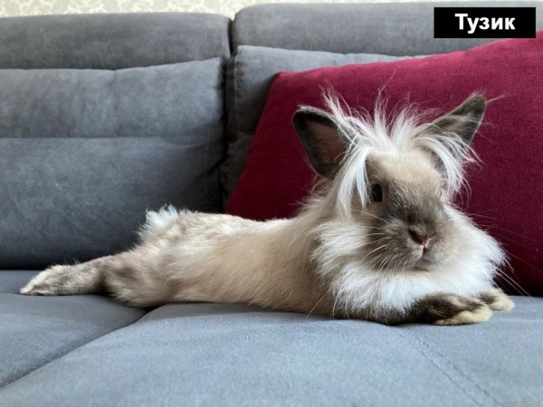 Талисманом Бреста 2023-го года стал кролик Тузик Талисманом Бреста 2023-го года стал кролик Тузик