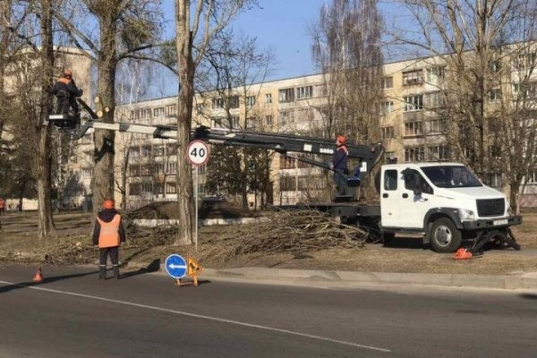 Брестские коммунальники используют любой погожий день, чтобы навести красоту на деревьях в городе Брестские коммунальники используют любой погожий день, чтобы навести красоту на деревьях в городе