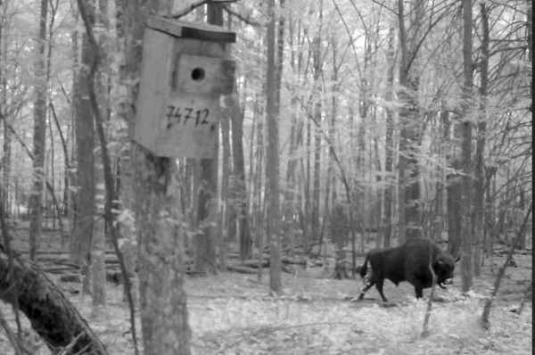 Показываем, что фиксируют фотоловушки в наших лесах Показываем, что фиксируют фотоловушки в наших лесах