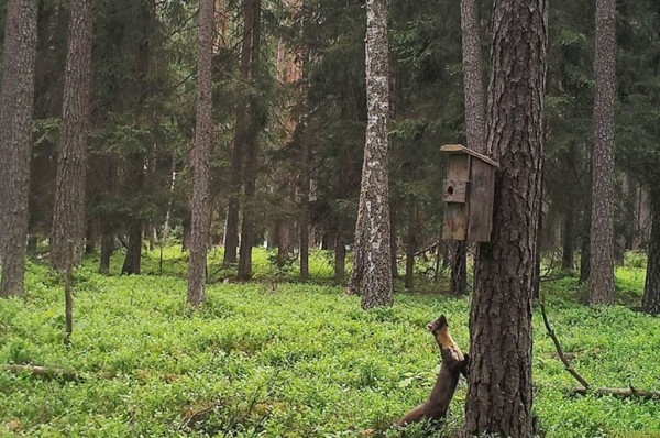 Показываем, что фиксируют фотоловушки в наших лесах Показываем, что фиксируют фотоловушки в наших лесах