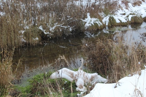 В Беларуси спасли лебедя. Подробности случая В Беларуси спасли лебедя. Подробности случая