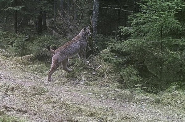 Показываем, что фиксируют фотоловушки в наших лесах Показываем, что фиксируют фотоловушки в наших лесах