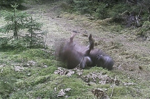 Показываем, что фиксируют фотоловушки в наших лесах Показываем, что фиксируют фотоловушки в наших лесах