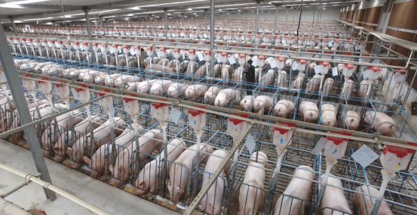 В Китае построили небоскреб, жить в котором будут только свиньи В Китае построили небоскреб, жить в котором будут только свиньи