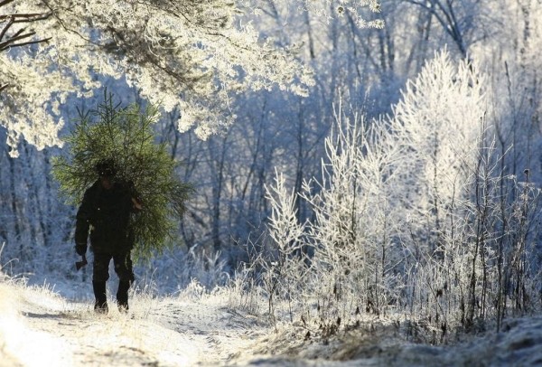 Как правильно брать из лесу елочку домой Как правильно брать из лесу елочку домой