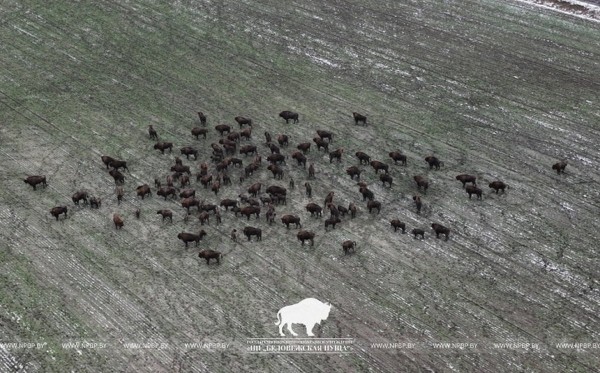 Зимнюю перепись зубров начали в Беловежской пуще Зимнюю перепись зубров начали в Беловежской пуще