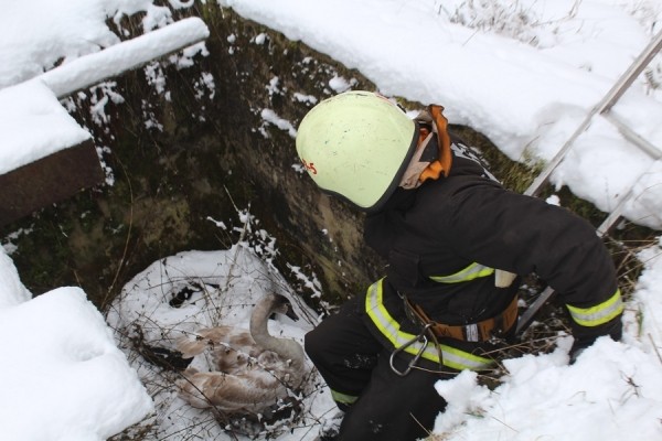В Беларуси спасли лебедя. Подробности случая В Беларуси спасли лебедя. Подробности случая