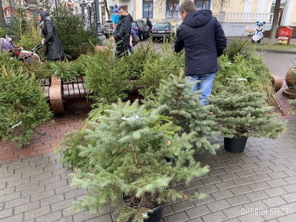 Елочные базары в Брестской области откроются 17 декабря. Где купить Елочные базары в Брестской области откроются 17 декабря. Где купить