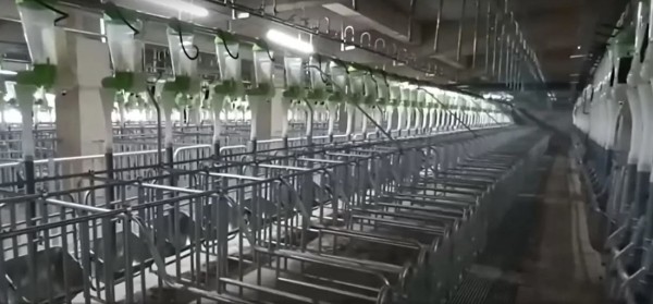 В Китае построили небоскреб, жить в котором будут только свиньи В Китае построили небоскреб, жить в котором будут только свиньи