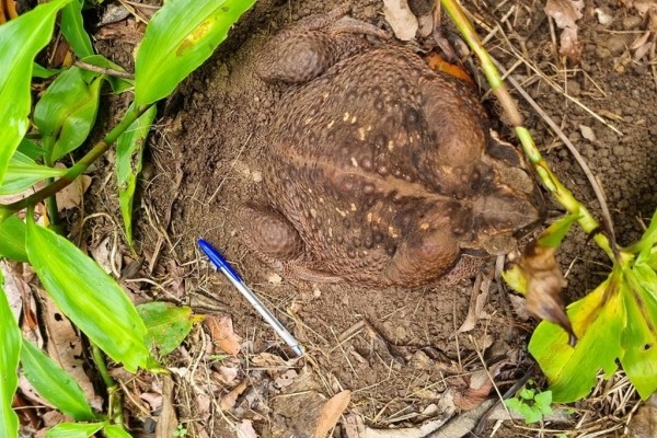 Тодзилла. Смотрите, как выглядит самая большая жаба в мире Тодзилла. Смотрите, как выглядит самая большая жаба в мире
