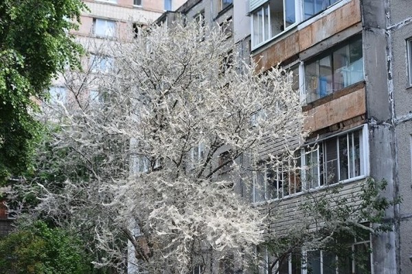 «Эта бабочка пугает людей». Энтомолог о новом вредителе в Гомельской и Брестской областях «Эта бабочка пугает людей». Энтомолог о новом вредителе в Гомельской и Брестской областях