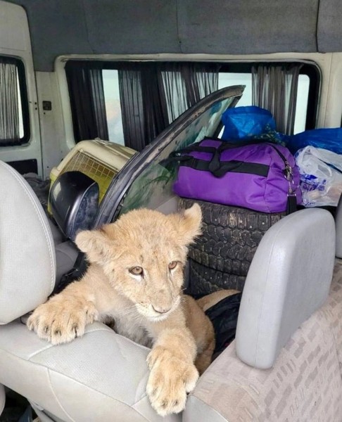 Трехмесячного львенка везли среди личных вещей в микроавтобусе из России в Беларусь. Документов у водителя не было Трехмесячного львенка везли среди личных вещей в микроавтобусе из России в Беларусь. Документов у водителя не было