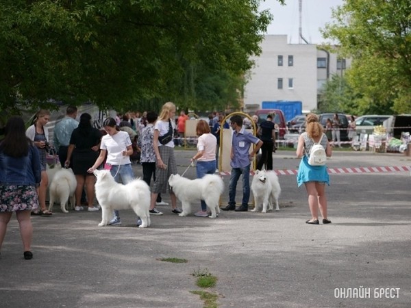 Ученые выяснили, для чего собакам на самом деле нужен хвост Ученые выяснили, для чего собакам на самом деле нужен хвост