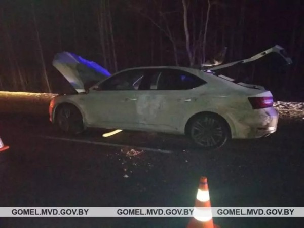 Наезд на лося в Гомельской области: погиб пассажир, водитель в реанимации Наезд на лося в Гомельской области: погиб пассажир, водитель в реанимации