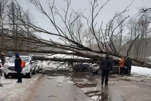 В Раубичах Минского района дерево упало на машину В Раубичах Минского района дерево упало на машину