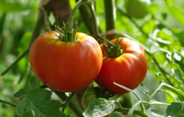 12 килограммов с квадратного метра! Белорусские ученые вывели чудо-помидор 12 килограммов с квадратного метра! Белорусские ученые вывели чудо-помидор