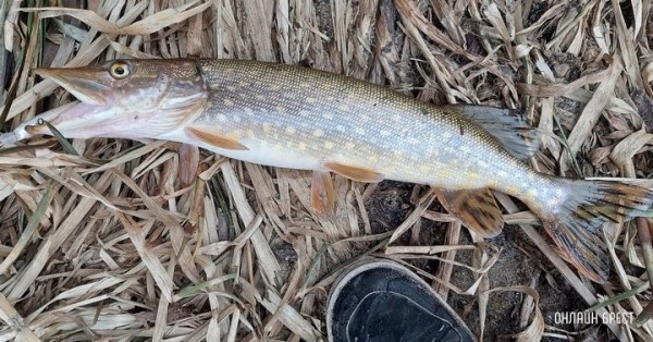 Запрет на лов щуки начнет действовать 1 марта