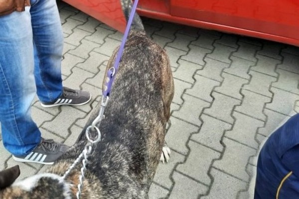 В Польше из багажника белорусского Peugeot вызволили пса В Польше из багажника белорусского Peugeot вызволили пса