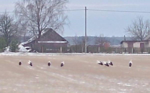 В Брестской области увидели первых аистов: они вернулись очень рано В Брестской области увидели первых аистов: они вернулись очень рано