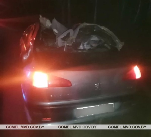 В Беларуси лось проломил крышу ехавшего Peugeot – в больнице два человека В Беларуси лось проломил крышу ехавшего Peugeot – в больнице два человека