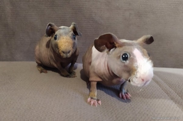 Это что вообще? Белоруска завела муми-троллей и продает их детей Это что вообще? Белоруска завела муми-троллей и продает их детей