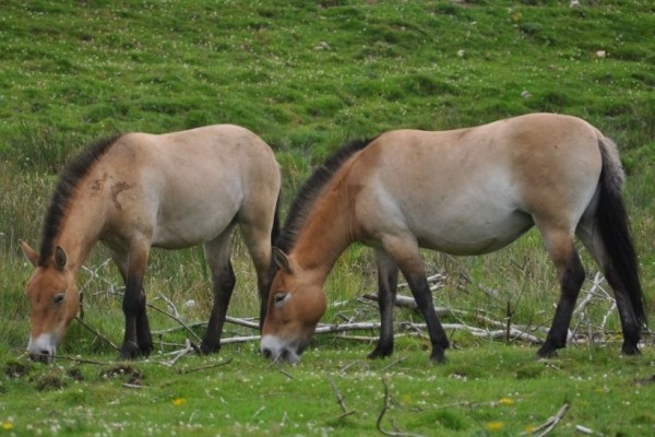 В Красную Книгу Беларуси внесли новое животное В Красную Книгу Беларуси внесли новое животное