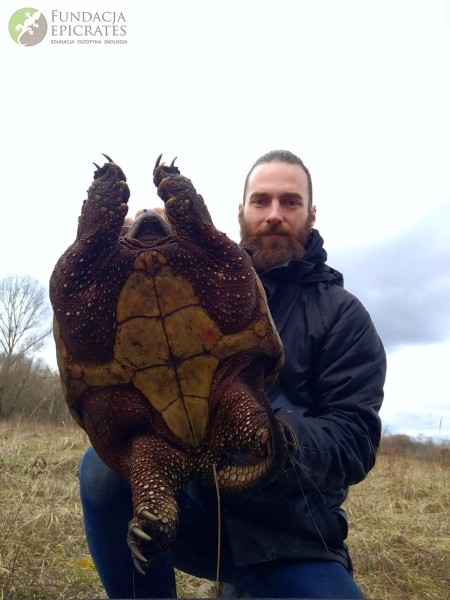 В Польше поймана огромная американская черепаха. Она прожила в природе несколько лет — значит, сможет и у нас