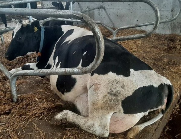 Работники хозяйства в Барановичском районе заплатили более 6 тыс. рублей за сокрытие падежа КРС Работники хозяйства в Барановичском районе заплатили более 6 тыс. рублей за сокрытие падежа КРС