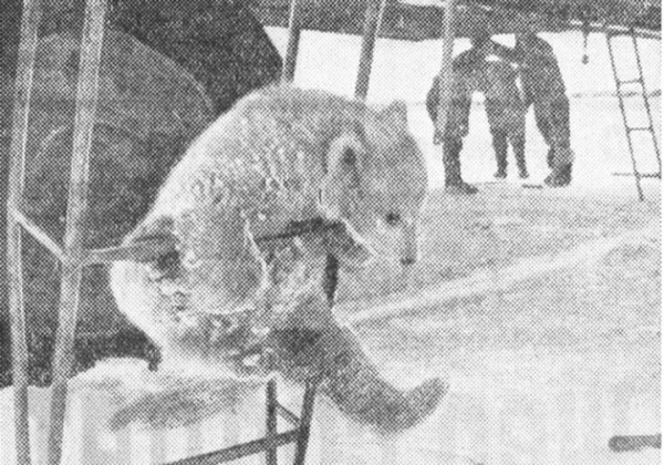 Как полярный летчик из Бреста поселил дома пингвина и медвежонка, о котором писал стихи Маршак