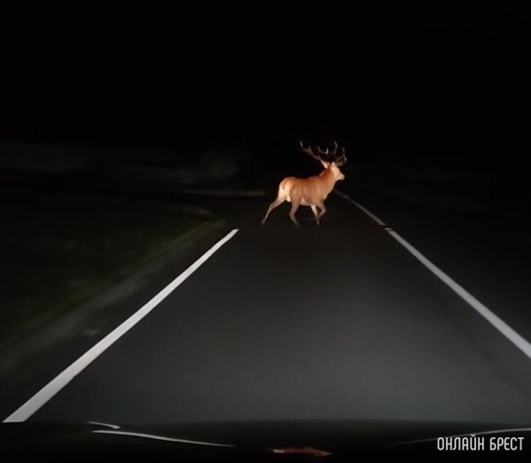 Больше трех тысяч за год: какие животные гибли на трассах в 2022-м Больше трех тысяч за год: какие животные гибли на трассах в 2022-м