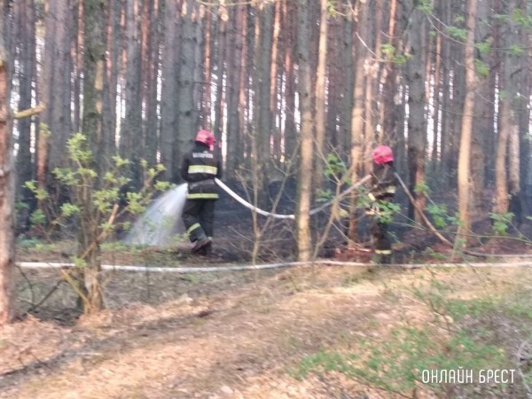 Самым пожароопасным регионом Беларуси является Брестская область