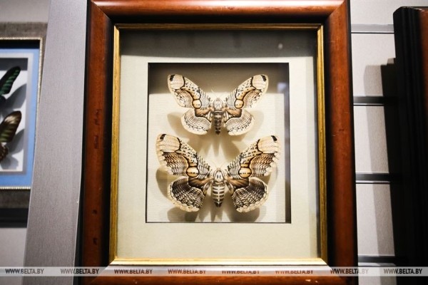 «Порхающие цветы». Выставку бабочек презентовали в Бресте «Порхающие цветы». Выставку бабочек презентовали в Бресте