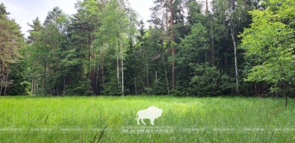 Редчайший для Беларуси вид осоки нашли в Беловежской пуще Редчайший для Беларуси вид осоки нашли в Беловежской пуще