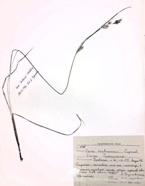 Редчайший для Беларуси вид осоки нашли в Беловежской пуще Редчайший для Беларуси вид осоки нашли в Беловежской пуще