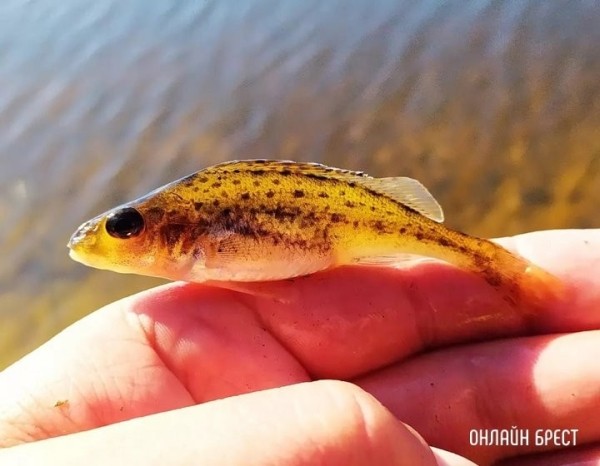 Что представляют собой орудия любительского рыболовства? Что представляют собой орудия любительского рыболовства?