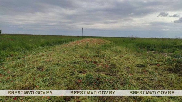 В Каменецком районе уничтожен мак В Каменецком районе уничтожен мак