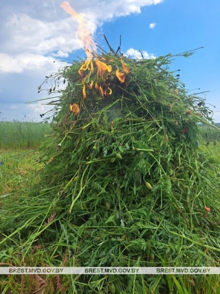 В Бресте уничтожили 150 килограммов дикорастущего мака В Бресте уничтожили 150 килограммов дикорастущего мака