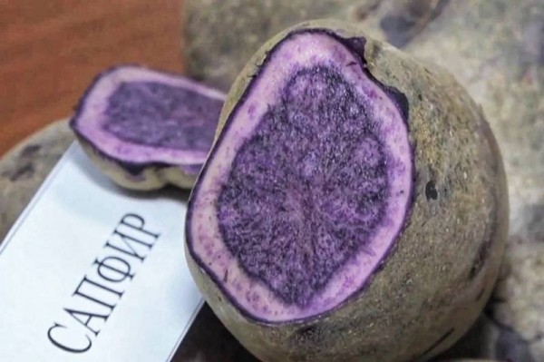 В Беларуси вывели новые сорта картофеля. Только посмотрите, каких они цветов В Беларуси вывели новые сорта картофеля. Только посмотрите, каких они цветов