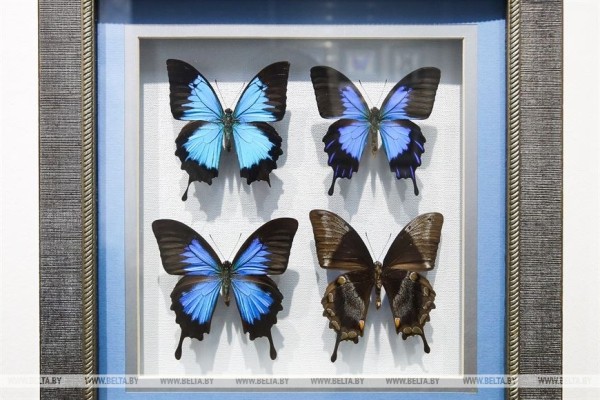 «Порхающие цветы». Выставку бабочек презентовали в Бресте «Порхающие цветы». Выставку бабочек презентовали в Бресте